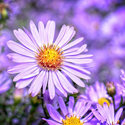 Sanfte Farben & goldenes Licht - Nordweiss-Perle Garten- und Rasenkalk