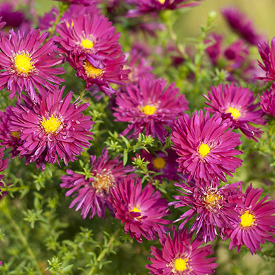 Aster - Blumen richtig kalken mit Nordweiss-Perle