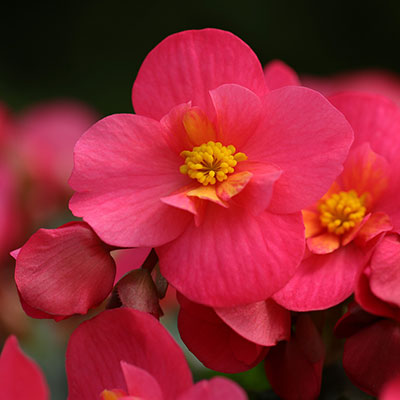 Begonie - Blumen richtig kalken mit Nordweiss-Perle