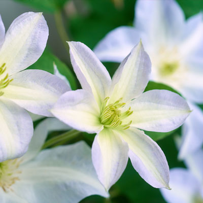 Clematis - Blumen richtig kalken mit Nordweiss-Perle