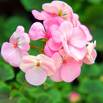 Geranie - Blumen richtig kalken mit Nordweiss-Perle