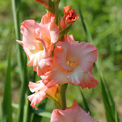 Gladiole - Blumen richtig kalken mit Nordweiss-Perle