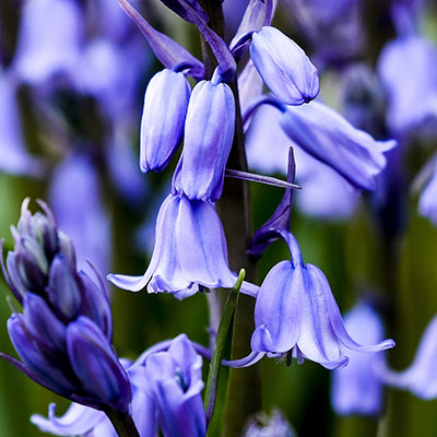 Glockenblume - Blumen richtig kalken mit Nordweiss-Perle