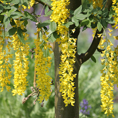 Goldregen - Blumen richtig kalken mit Nordweiss-Perle