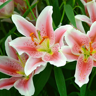 Lilie - Blumen richtig kalken mit Nordweiss-Perle