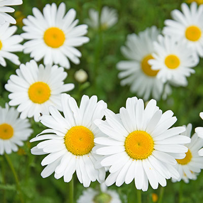 Margerite - Blumen richtig kalken mit Nordweiss-Perle