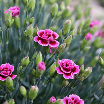 Nelke - Blumen richtig kalken mit Nordweiss-Perle