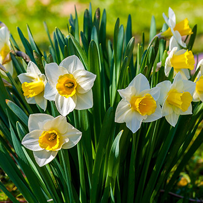 Osterglocke - Blumen richtig kalken mit Nordweiss-Perle