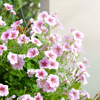 Petunie - Blumen richtig kalken mit Nordweiss-Perle