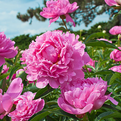 Pfingstrose - Blumen richtig kalken mit Nordweiss-Perle