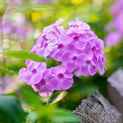 Phlox - Blumen richtig kalken mit Nordweiss-Perle