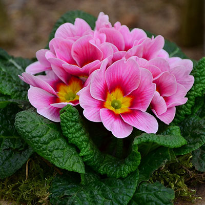 Primel - Blumen richtig kalken mit Nordweiss-Perle