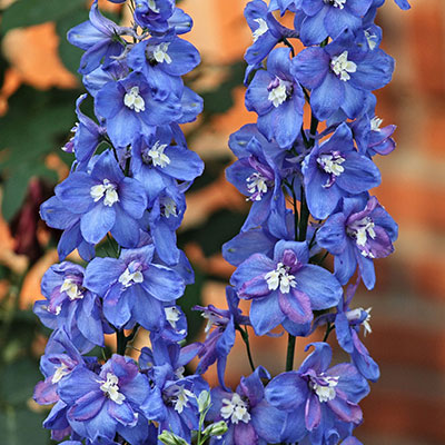 Rittersporn - Blumen richtig kalken mit Nordweiss-Perle