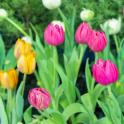 Tulpe - Blumen richtig kalken mit Nordweiss-Perle