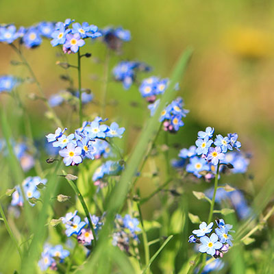 Vergissmeinnicht - Blumen richtig kalken mit Nordweiss-Perle