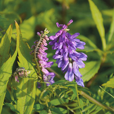 Wicke - Blumen richtig kalken mit Nordweiss-Perle