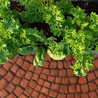 Gärtnern in der Stadt - urban gardening - Balkongarten