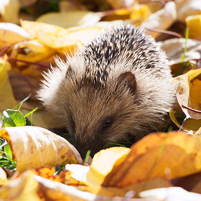 Igelschutz im Garten - Nordweiss-Perle Garten- und Rasenkalk