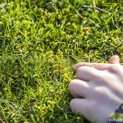 Richtig Moos entfernen Garten und Rasen - Nordweiss-Perle Garten- und Rasenkalk