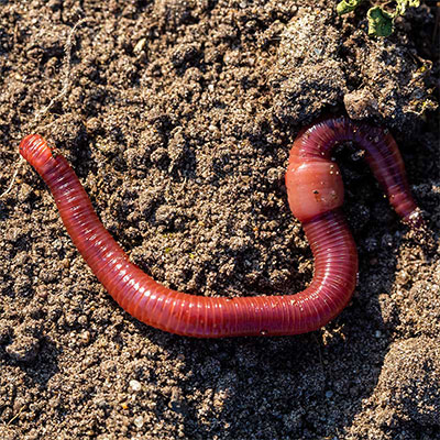 Verbessertes Bodenleben und Naturschutz im Garten mit der Nordweiss-Perle