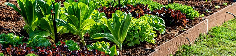 Urban Gardining - Bodenpflege Hochbeet - Nordweiss-Perle Garten- und Rasenkalk - VKD