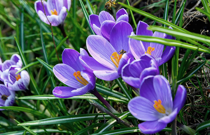 Frühlingspflege Tips im Garten mit Nordweiss-Perle