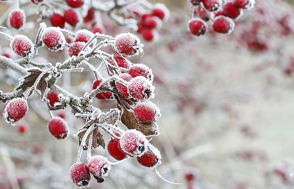 Winterpflege für den Garten - Tips mit der Nordweiss-Perle Gartenkalk und Rasenkalk