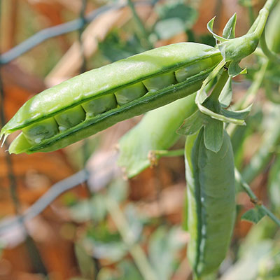 Nordweiss-Perle Garten- und Rasenkalk - VKD