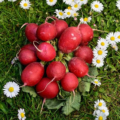 Nordweiss-Perle Garten- und Rasenkalk - VKD