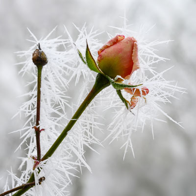 Winterzeit im Garten mit der Nordweiss-Perle