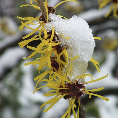 Zaubernuss als Winterblüher mit Nordweiss-Perle Garten- und Rasenkalk