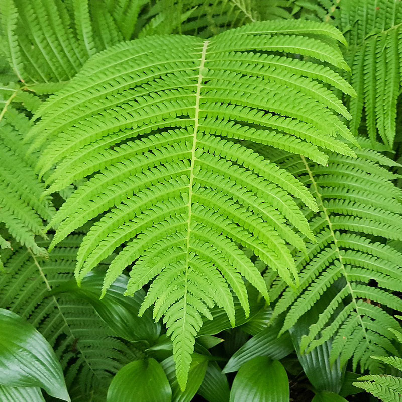 Nordweiss-Perle Garten- und Rasenkalk - VKD