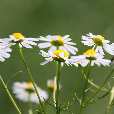 Nordweiss-Perle Garten- und Rasenkalk - VKD