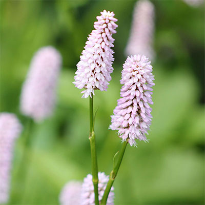 Nordweiss-Perle Garten- und Rasenkalk - VKD