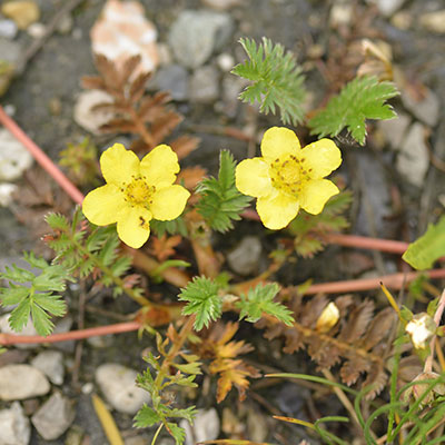 Nordweiss-Perle Garten- und Rasenkalk - VKD