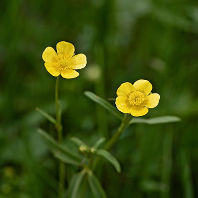 Nordweiss-Perle Garten- und Rasenkalk - VKD