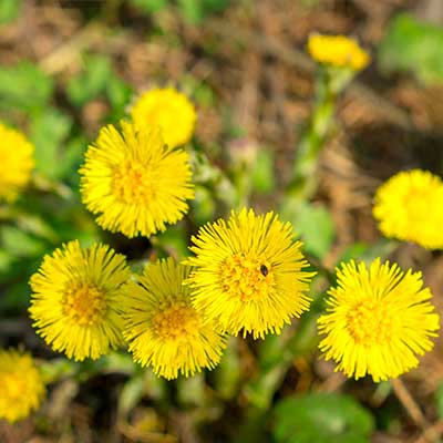 Nordweiss-Perle Garten- und Rasenkalk - VKD